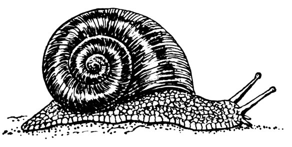 Snail_(PSF)